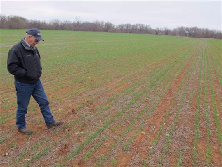 In this March 14, 2011 photo, farmer Jim Freudenberger surveys his wheat crop in Coyle, Okla. Freudenberger is among thousands of farmers in the South dealing with a severe drought that has choked back crops, forcing some to plow up what won't grow months before harvest. (AP Photo/Justin Juozapavicius)